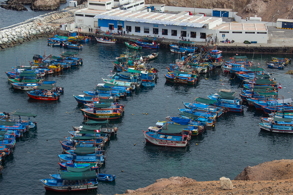 Caleta viva En las costas de Matarani y Mollendo, más de 150 buzos extractores de marisco agrupados en siete asociaciones y 118 embarcaciones se organizan en sincronía para la saca de erizo rojo. Este sistema de autorregulación colectiva, nacido hace más de una década, permitió recuperar a esta especie de la sobreexplotación y hoy se reconoce como un ejemplo de gestión pesquera responsable.  Autor: José Apaza