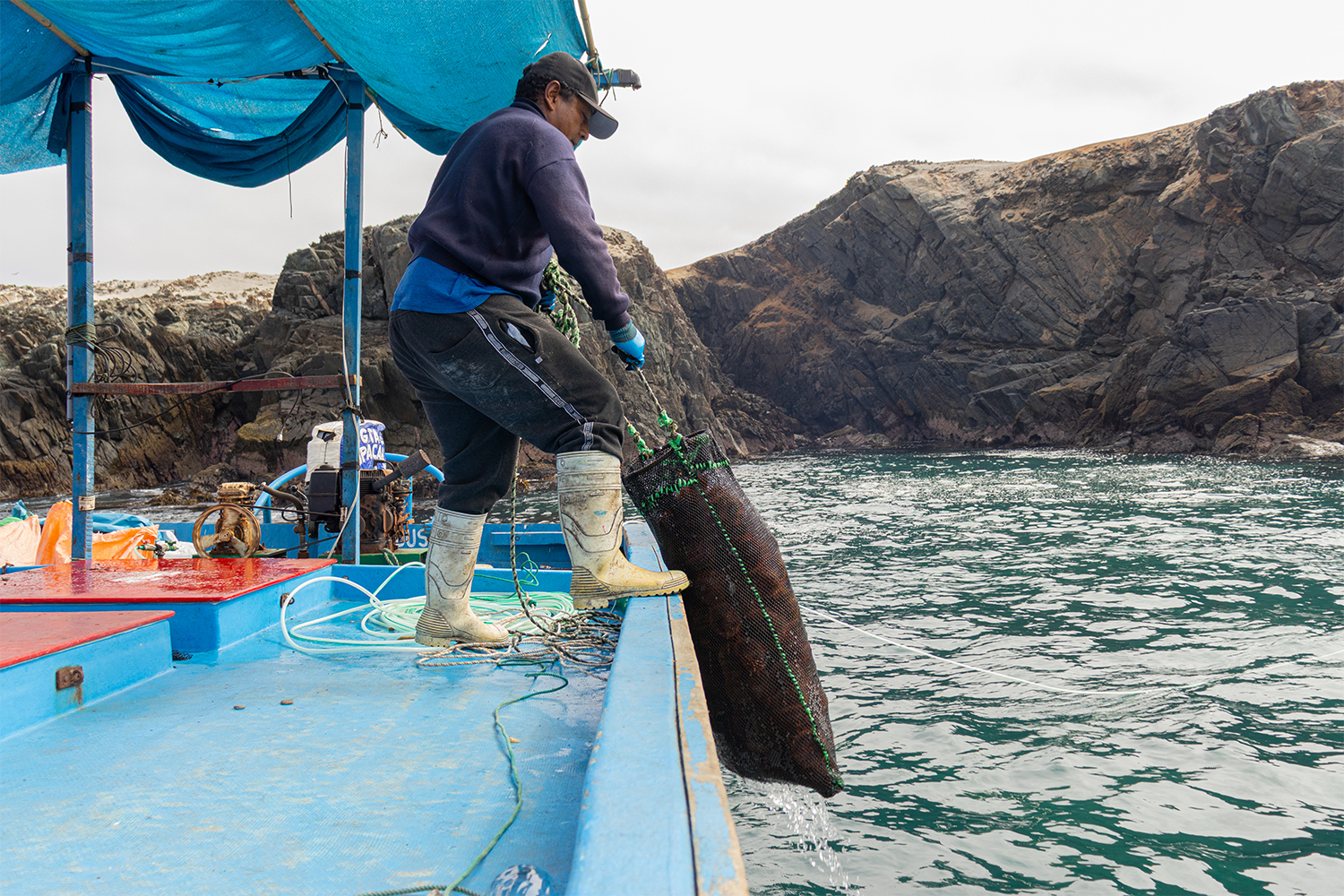 Esfuerzo que emerge  La captura asciende desde el fondo del mar hasta la embarcación. En esta labor, los buzos cuentan con tripulantes que, aunque no se sumergen, cumplen funciones clave: conducir la embarcación, operar la compresora, enviar el capacho, recibir y acomodar el erizo. Además, vigilan de manera constante la seguridad del buzo, resguardando su vida. Su apoyo resulta esencial para el éxito de la faena compartida.  Autor: Jean Castro