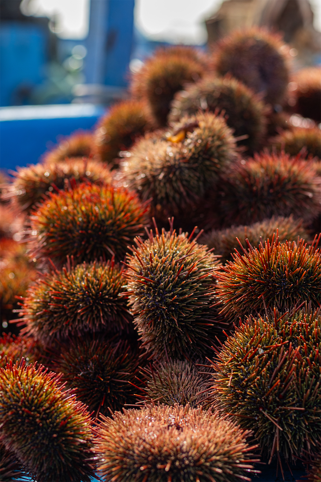 Herencia sostenible  El erizo rojo, hoy recuperado y con alta demanda de exportación, habita en las costas de Arequipa durante todo el año. Sin embargo, los pescadores saben que es en invierno cuando alcanza su mejor calidad. Por ello, esperan con paciencia la temporada de extracción y, de manera organizada, se turnan para vigilar que nadie lo capture antes de tiempo.   Autor: Jean Castro