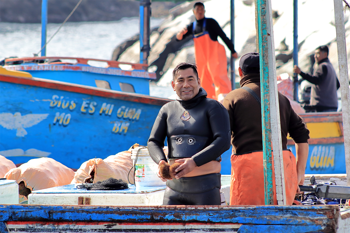 Orgullosamente extractor de erizo rojo  Tanto en el mar como en tierra, los buzos de las siete asociaciones de Matarani y Mollendo expresan su orgullo por la saca de erizo rojo. Este modelo, nacido de sus acuerdos internos, ha permitido recuperar y mantener saludable la población de erizo. Conscientes de lo alcanzado, renuevan su decisión de seguir cuidándolo, convencidos de que así aseguran un aprovechamiento responsable para el futuro.  Autor: Antonio Aguirre