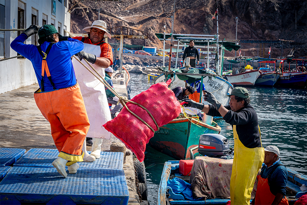 La fuerza del desembarque  Tras la verificación, la faena continúa con el traslado de los costales —cuatro o cinco por embarcación, que corresponden a la cuota asignada para ese día, con un peso aproximado de 50 kilos cada uno— desde el muelle hasta los hombros de jaladores y tripulantes. Este esfuerzo compartido amplía la cadena de trabajo más allá del mar, generando empleos indirectos y mostrando cómo cada etapa de la saca sostiene a la comunidad pesquera.  Autor: Danyer Mamani