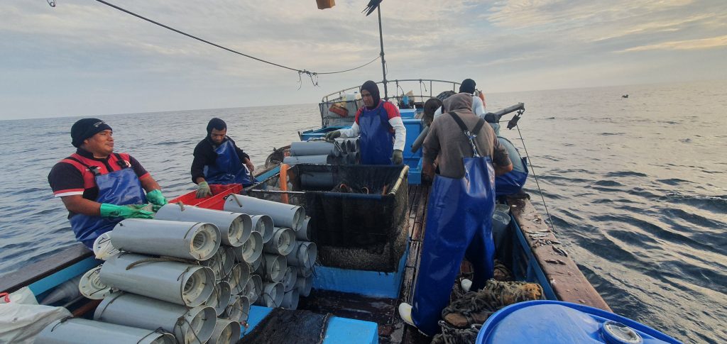 Pesqueria de anguila peruana inicia proceso de evaluación hacia la certificación MSC