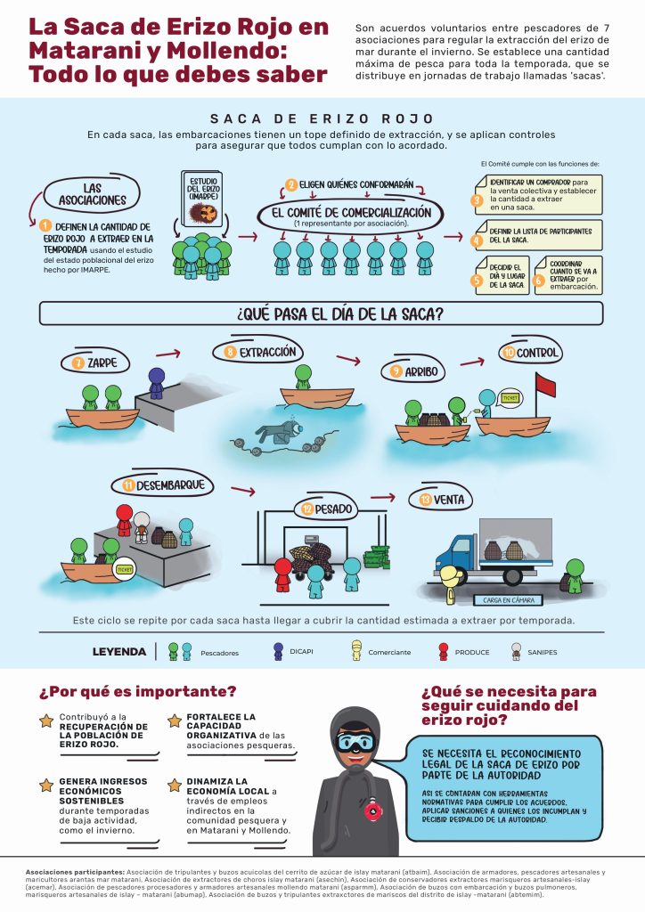 la saca de erizo es un sistema de autorregulación de los marisqueros de Matarani y Mollendo