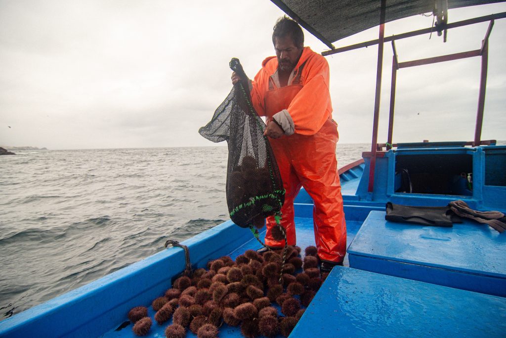 Pescadores artesanales de erizo rojo de Matarani y Mollendo logran acuerdos para proteger y aprovechar de manera sostenible los recursos marinos.