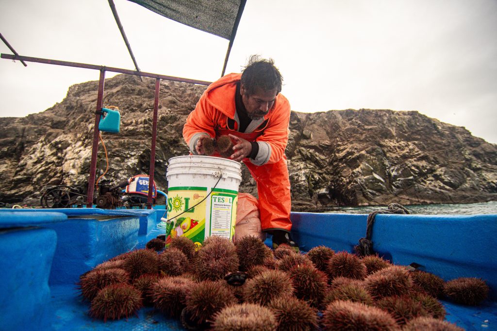 Pescadores artesanales de erizo rojo de Matarani y Mollendo logran acuerdos para proteger y aprovechar de manera sostenible los recursos marinos.
